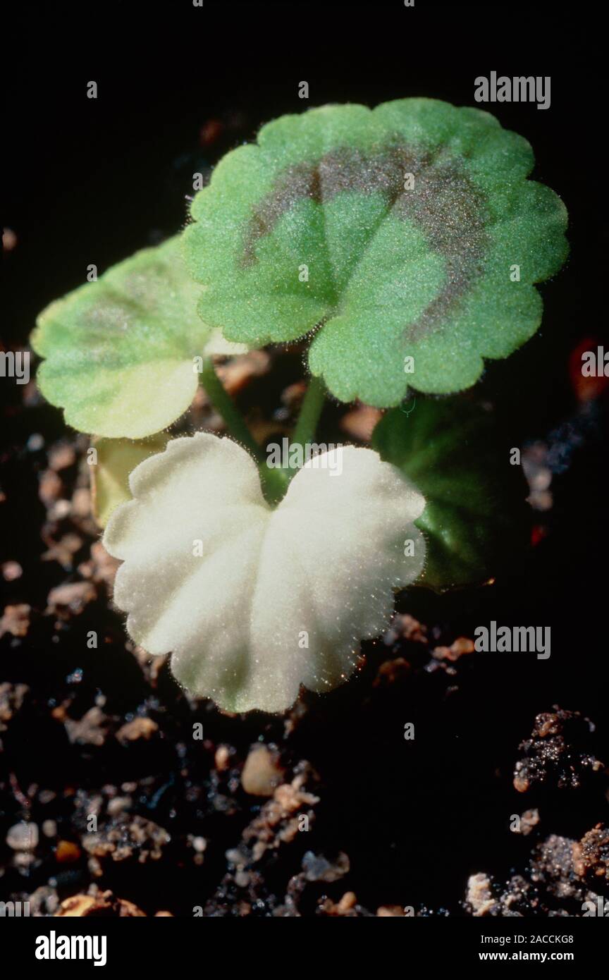 Albino leaf. Lifesize photograph of a Pelargonium hortorum seedling