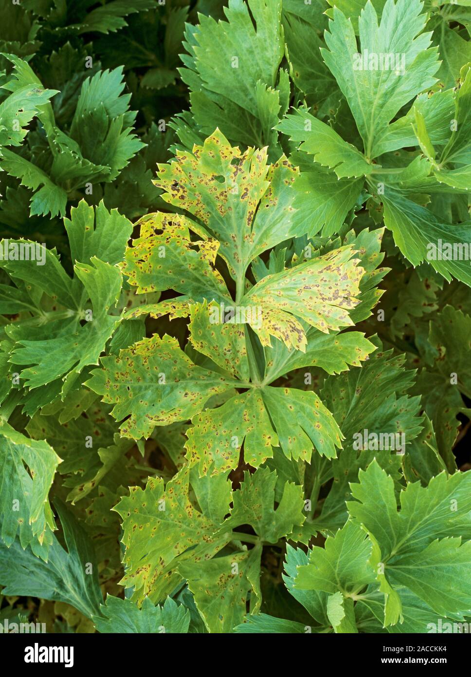 Celery leaf spot (Septoria apiicola). Celery leaves (Apium graveolens
