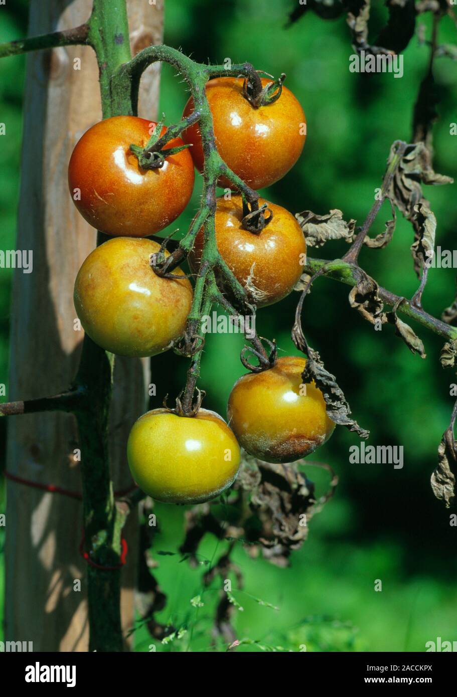 Blight fungus. Tomato plant and fruit infected by the blight fungus