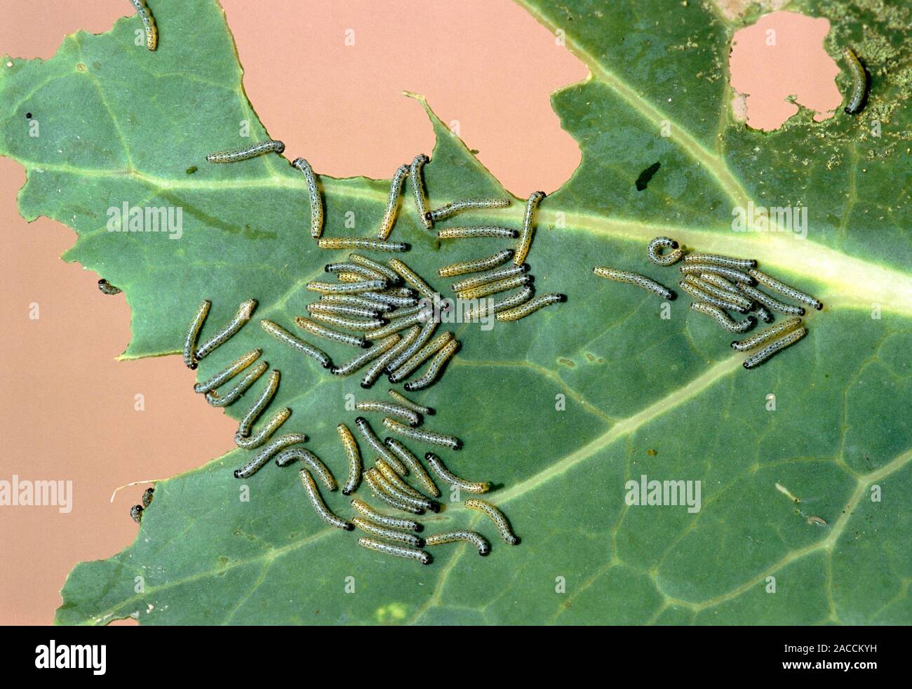 Caterpillars of the Large White butterfly (Pieris brassica) eating a ...