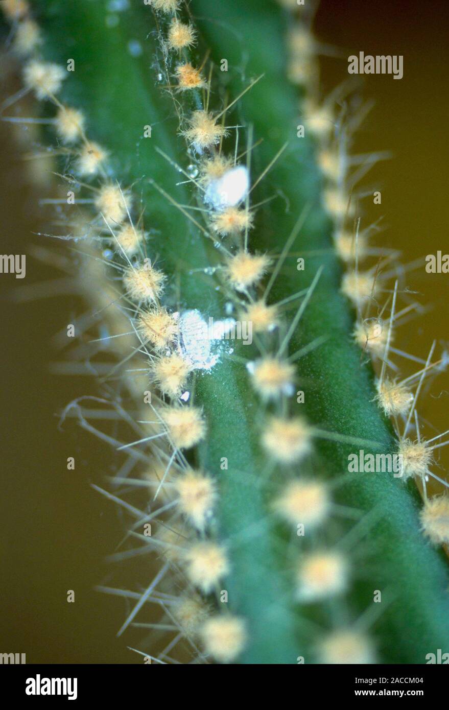 Mealy bugs on cactus. Wax secreted by mealy bugs (Planococcus citri