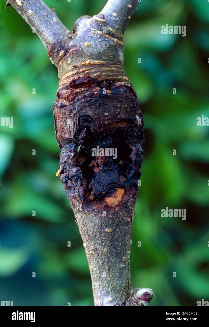 Fungal canker on apple branch. Classic symptoms of fungal canker