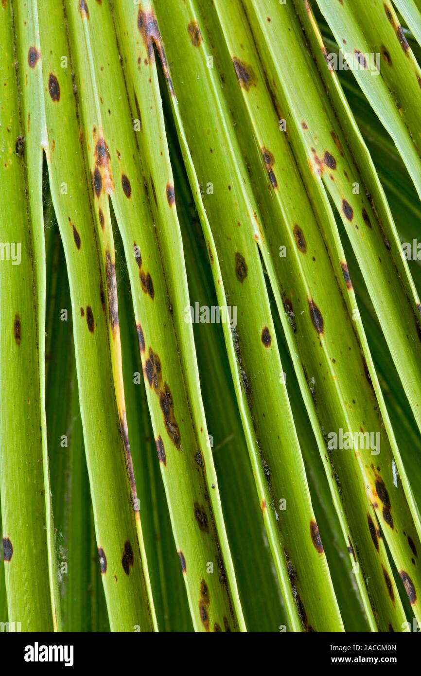 Fungal leaf spot on Chusan palm leaf (Trachycarpus fortunei). Closeup of leaf spots with