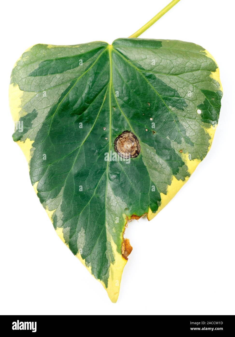 Fungal leaf spot. Leaf spot on Ivy (Hedera cv Stock Photo Alamy