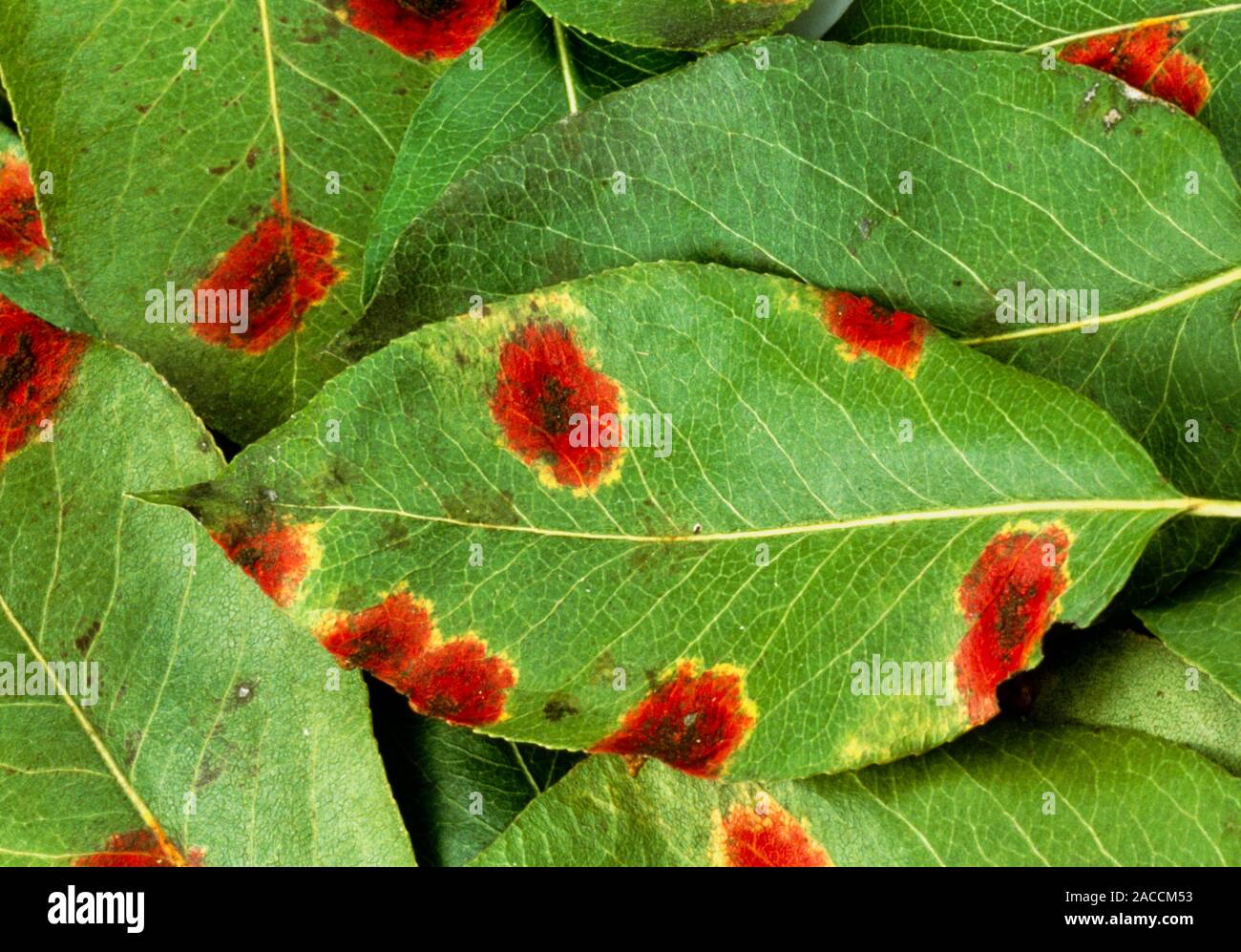 Pear rust. Close-up of damaged leaves of a pear tree infected with the ...
