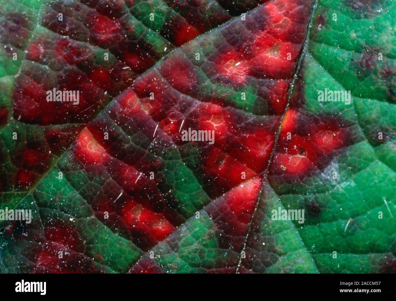 Rust fungus. Macrophotograph of a red rust fungus (Phragmidium ...