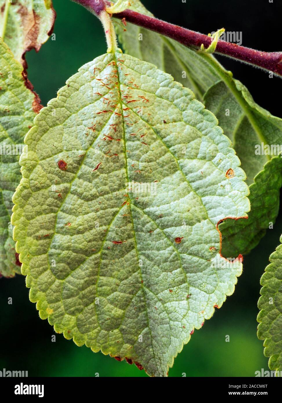 Silver leaf disease. Symptoms of infection by Silver leaf fungus