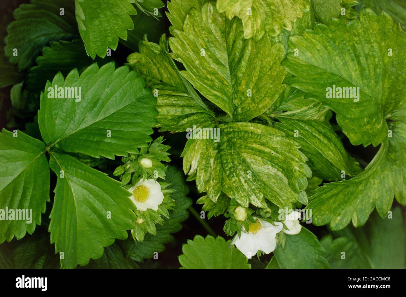 Viral damage to leaves. Mottling and yellowing of the leaves of a