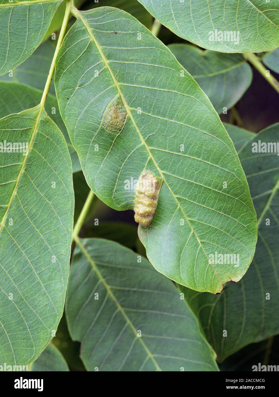 Walnut leaf blister mite (Eriophyes erineus). Galls on Walnut (Juglans cv.) leaves. Stock Photo