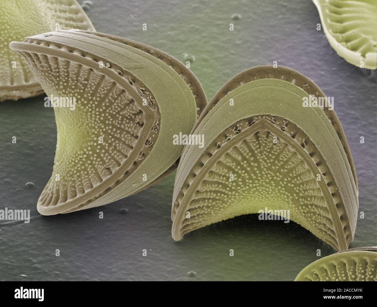 Diatoms. Coloured scanning electron micrograph (SEM) of diatoms ...