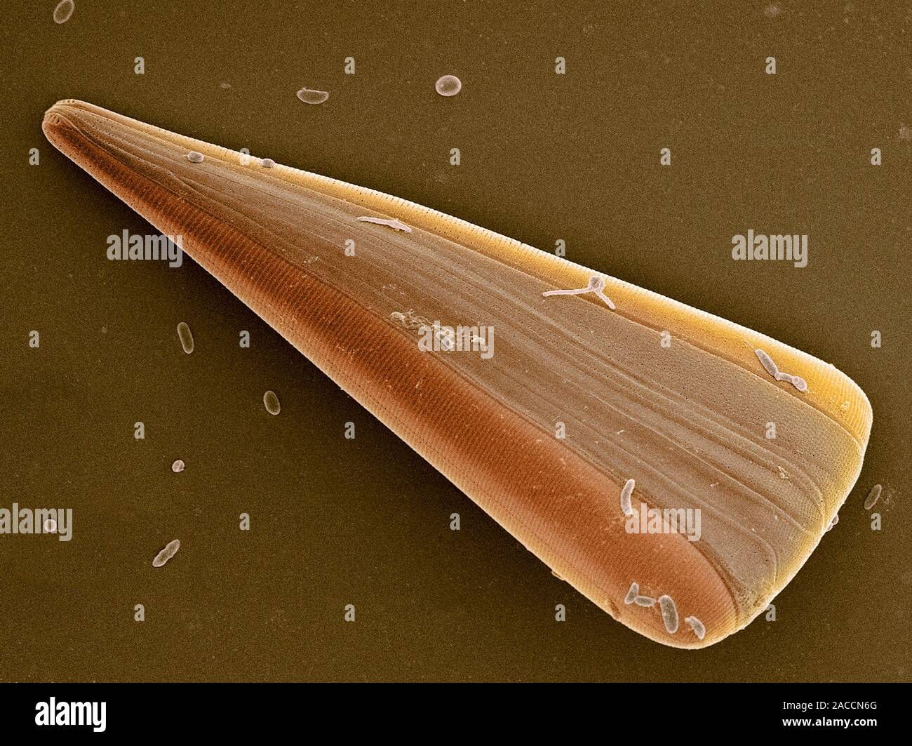 Diatom alga. Coloured scanning electron micrograph (SEM) of a single