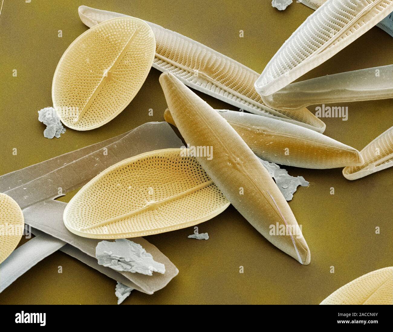 Diatoms. Coloured scanning electron micrograph (SEM) of the diatoms ...