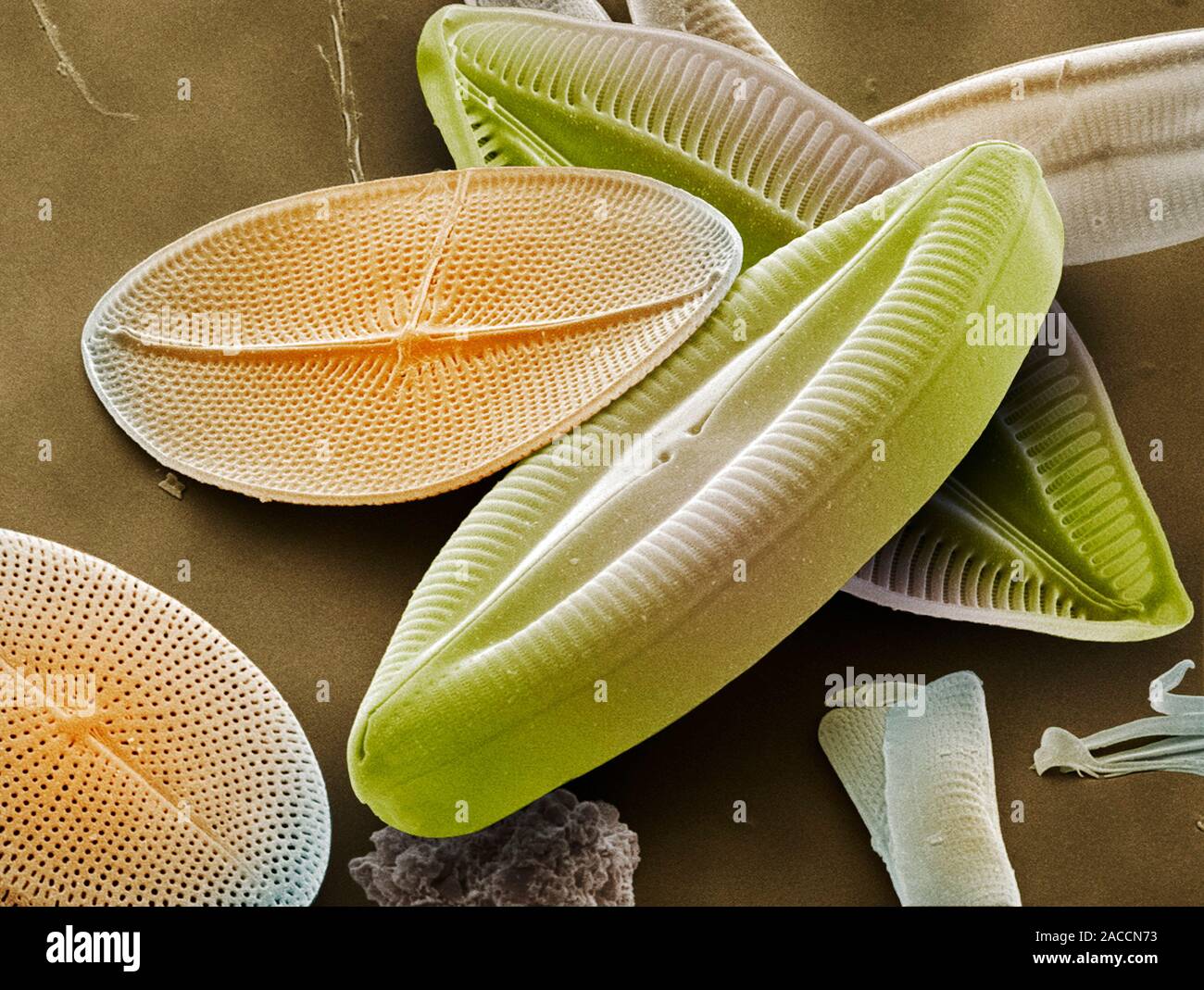 Diatoms. Coloured scanning electron micrograph (SEM) of the diatoms ...
