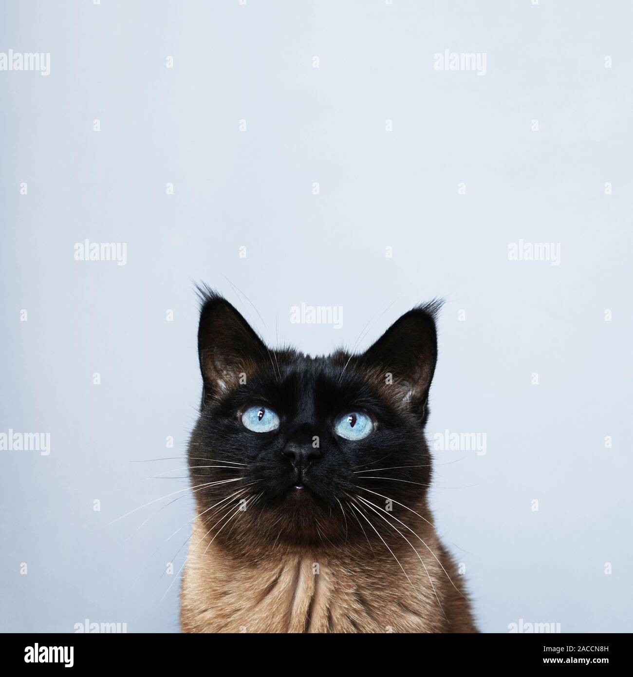 siamese cat with blue eyes looking up to copy space Stock Photo - Alamy