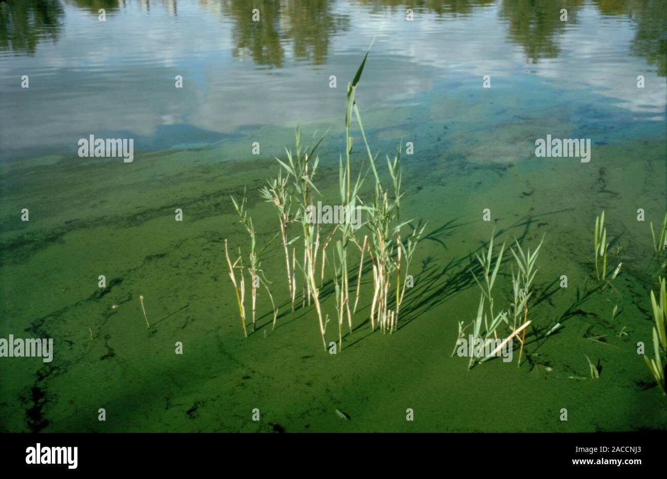 Water of a lake discoloured by blue green algae Cyanophyceae. This