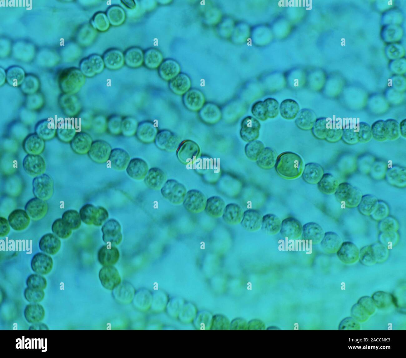 Nostoc algae. Light micrograph of Nostoc sp., a bluegreen algae or