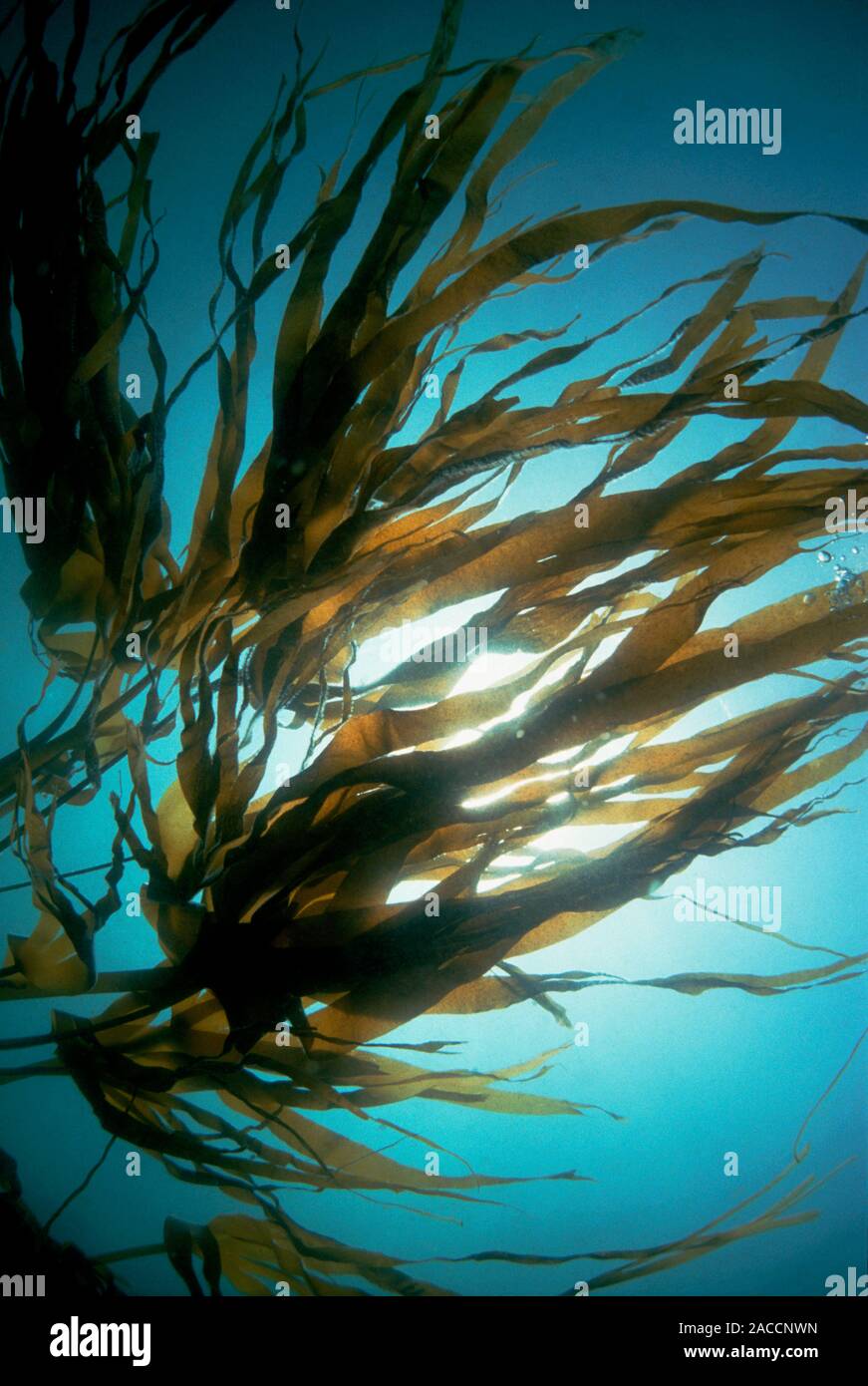Бурая водоросль (macrocystis pyrifera),. Бурые водоросли laminaria. Бурые водоросли ламинария. Водоросли северного ледовитого океана. Бурая водоросль царство.