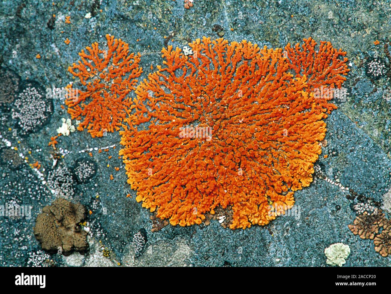 Lichens. Unidentified lichens growing on a basalt rock. Lichens are ...