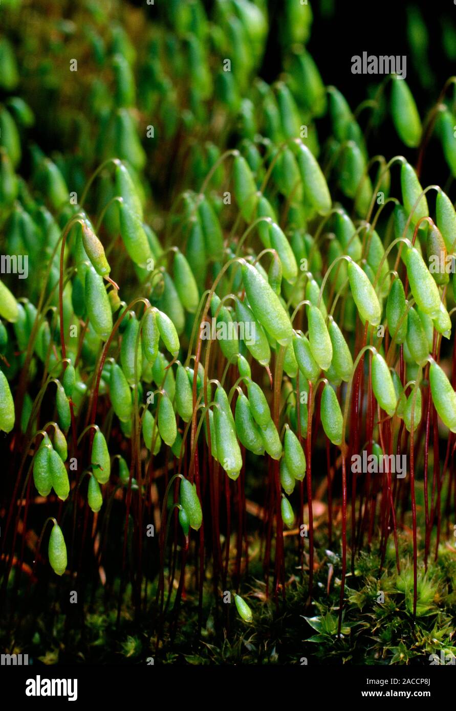 Spore capsules of the moss Bryum capillare, a common species found growing on rocks, walls and trees throughtout Europe. The plants grow to 1-5cm tall Stock Photo