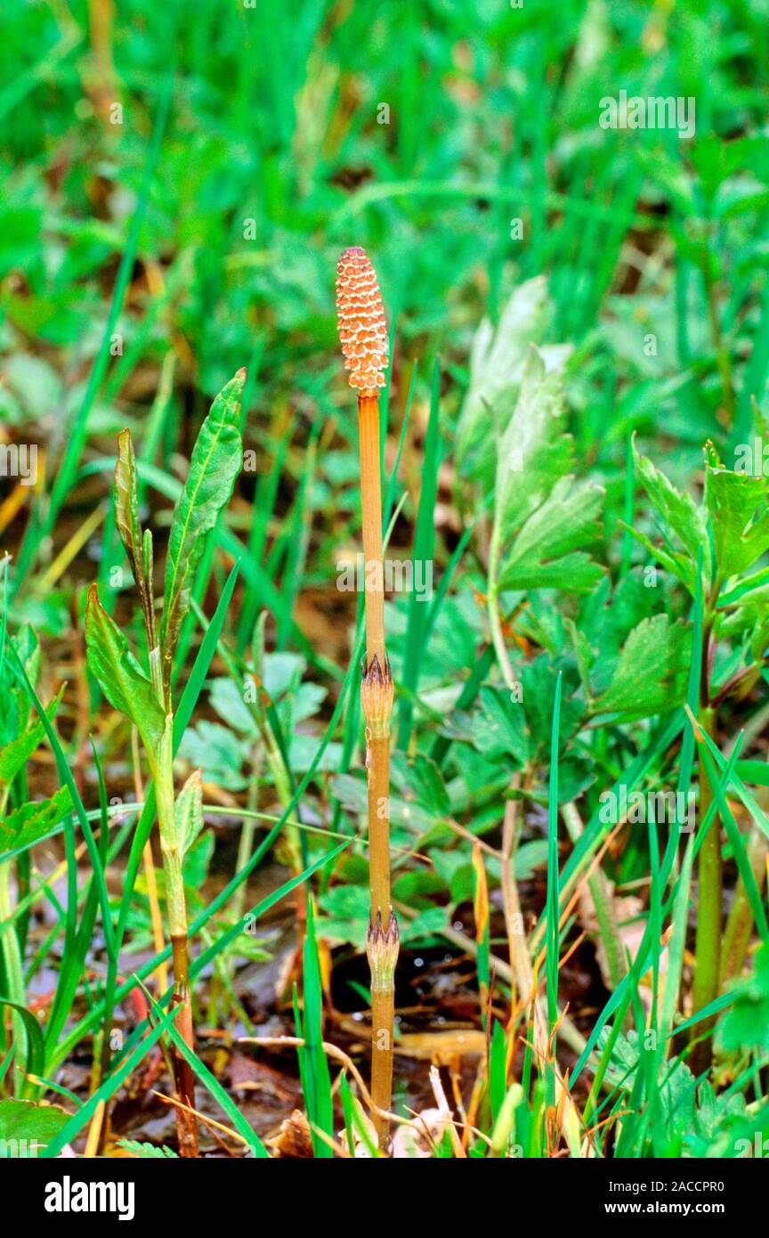 Common horsetail plant (Equisetum arvense). Photographed in Abruzzo