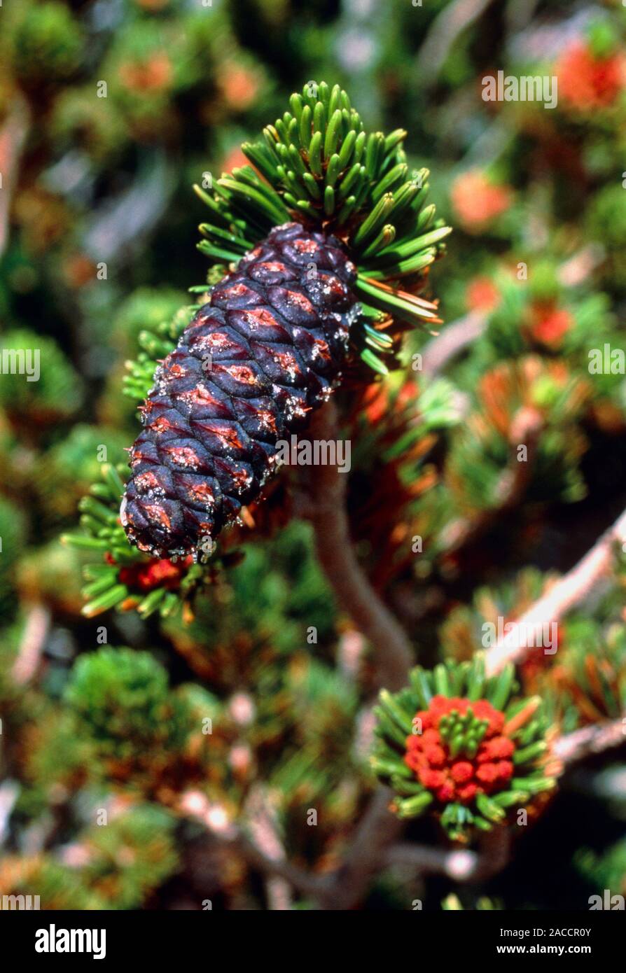 Bristlecone pine cones. View of male and female cones on a bristlecone pine tree Pinus aristata