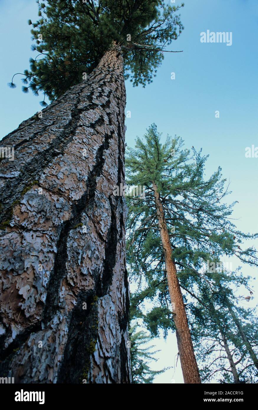Ponderosa pine trees (Pinus ponderosa). Photographed in Kings Canyon