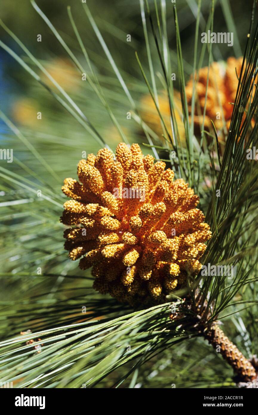 Canary pine cones (Pinus canariensis) on the tree. These are the reproductive structures of the