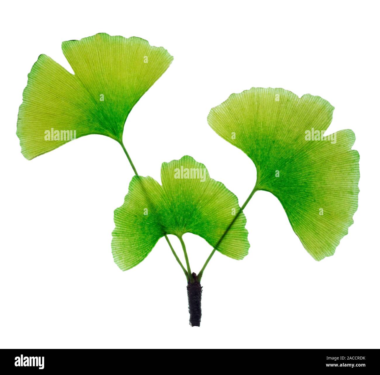 Ginkgo leaves. The ginkgo (Ginkgo biloba) is a tree native to eastern ...