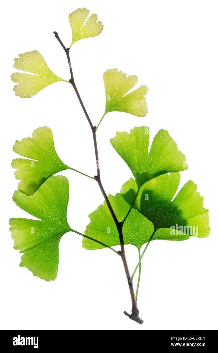 Ginkgo leaves. The ginkgo (Ginkgo biloba) is a tree native to eastern ...