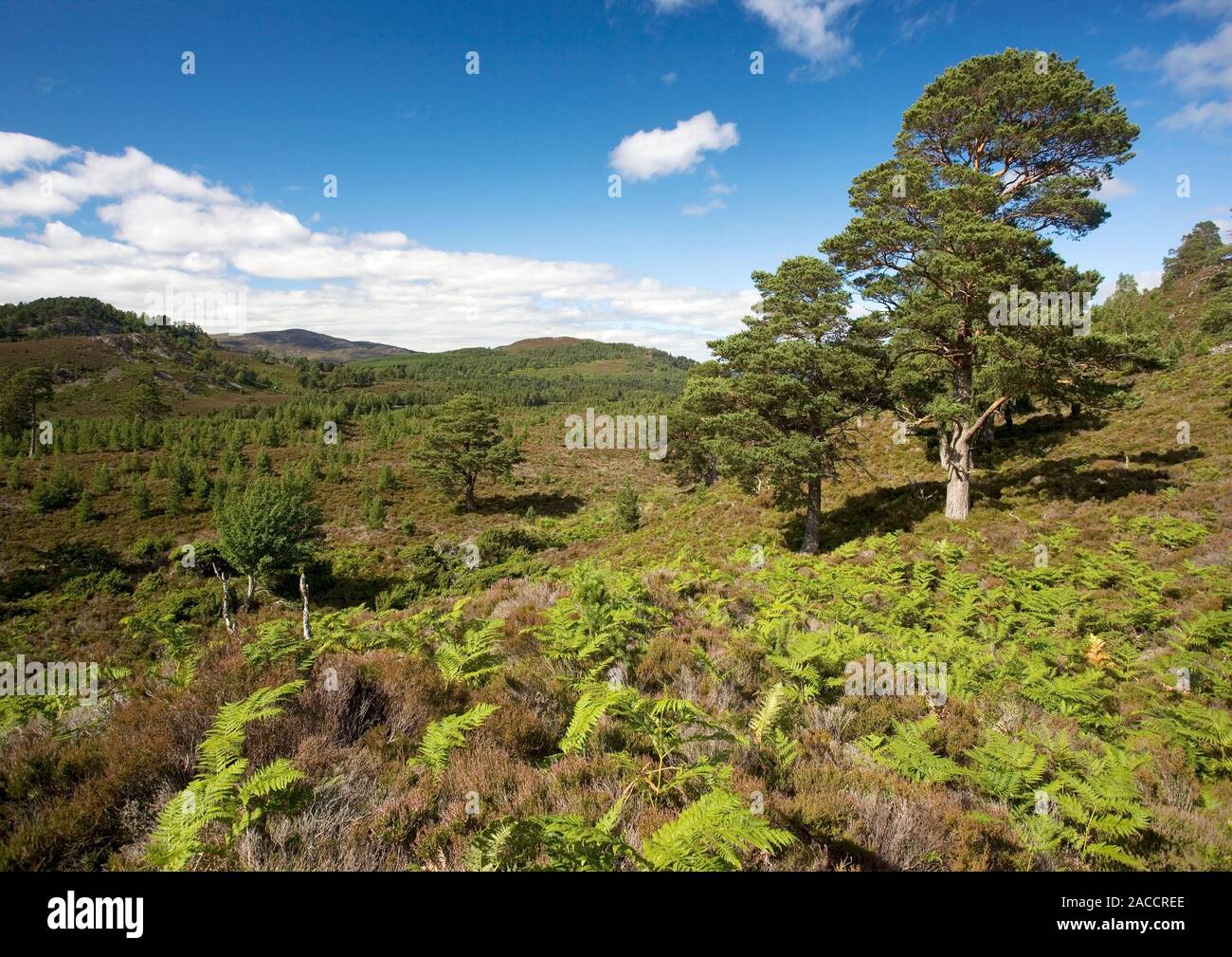 Scots Pine Tree Pinus Sylvestris Right In Ancient Caledonian Forest 