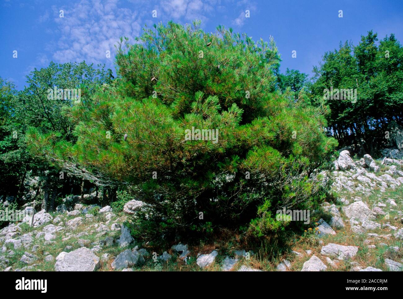 Italian stone pine tree (Pinus pinea Stock Photo - Alamy