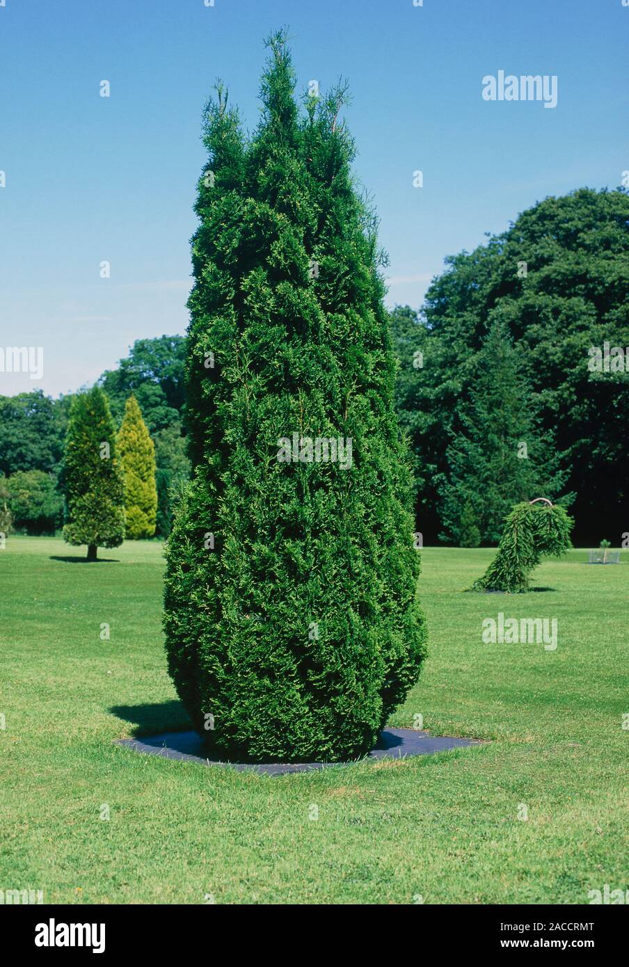 thuja smaragd preis Thuja "Smaragd" (100-120 cm) im Topf