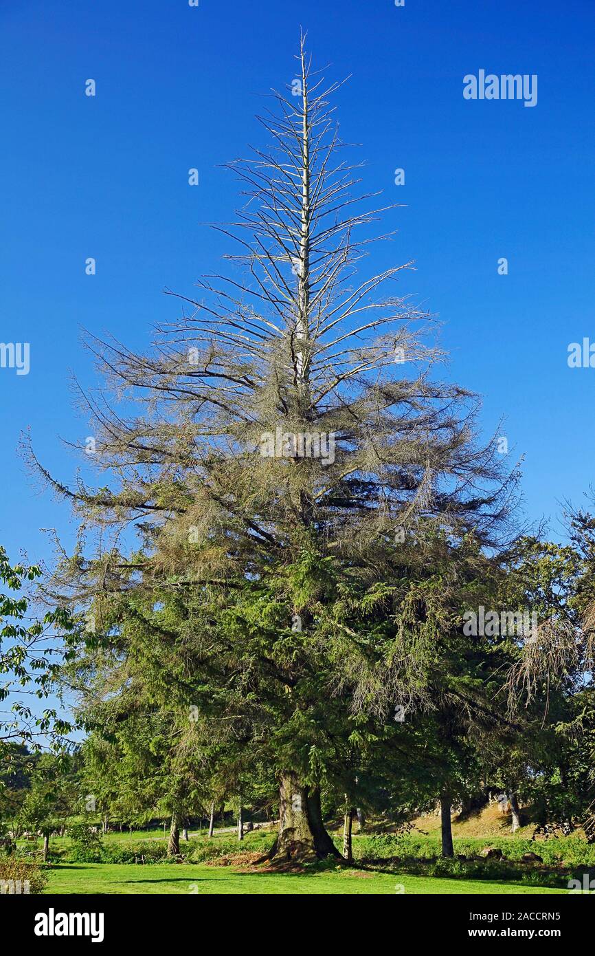 Sitka spruce tree (Picea sitchensis). This tree is the tallest sitka ...