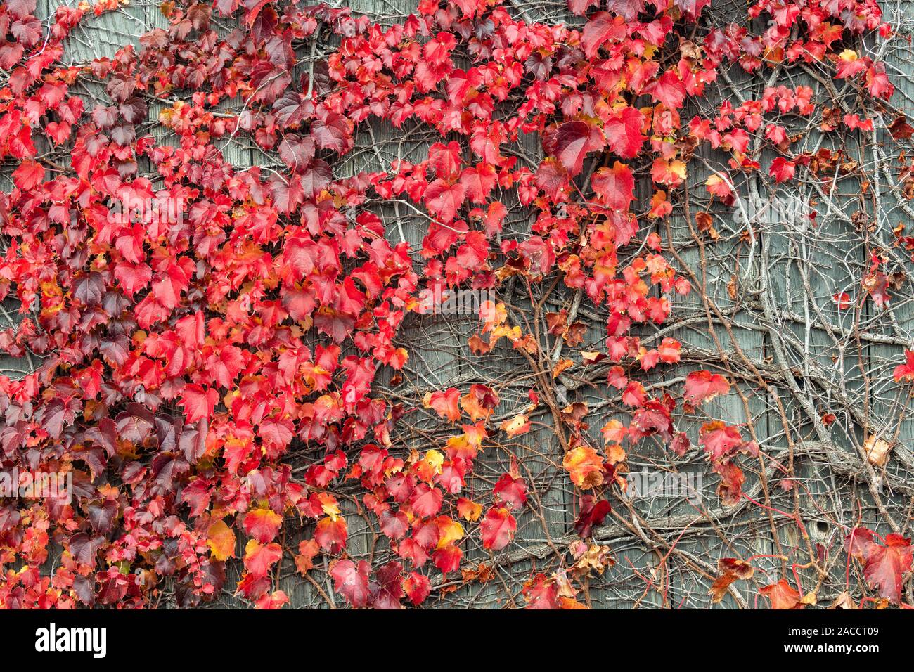 Vine growing on fence hi-res stock photography and images - Alamy
