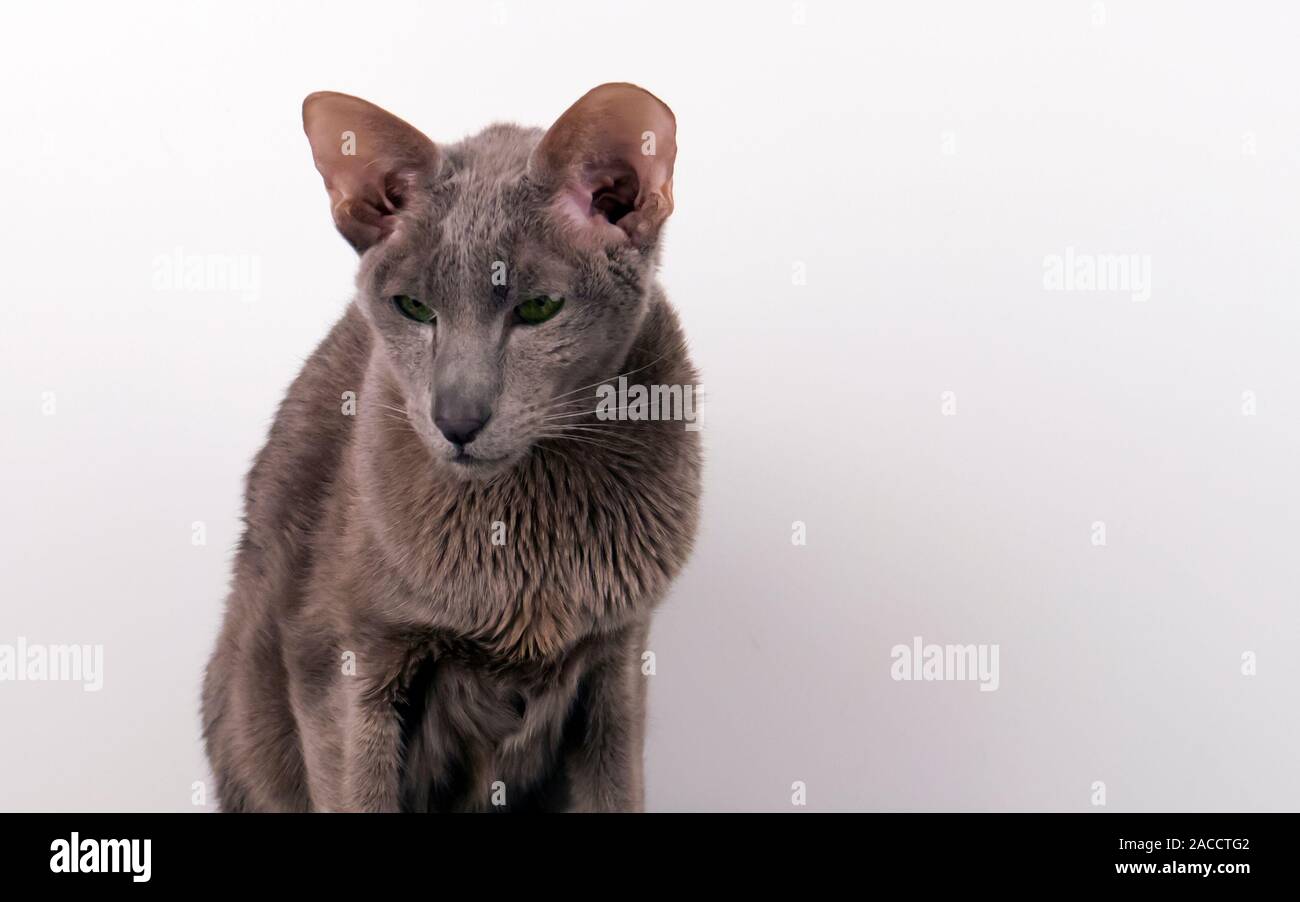 Charming lilac oriental cat try to posing in studio against light background Stock Photo