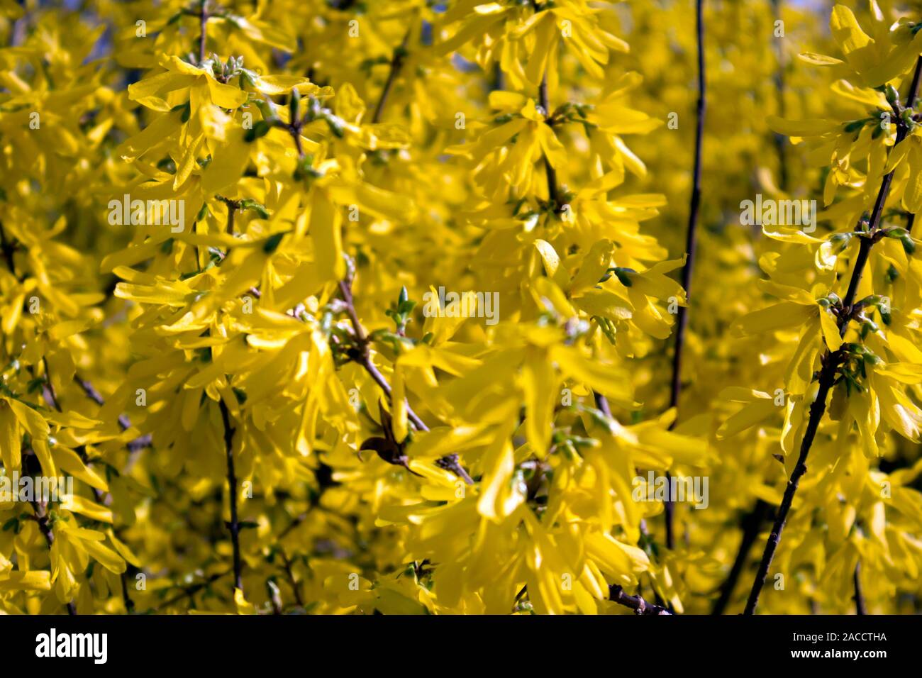 The branches of blooming Forsythia Intermedia covered with bright yellow flowers, natural floral background Stock Photo
