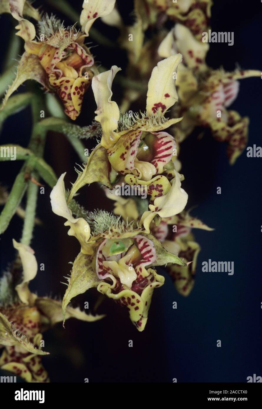 Orchid flowers (Dendrobium macrophyllum). The red spotted structure on each flower is a