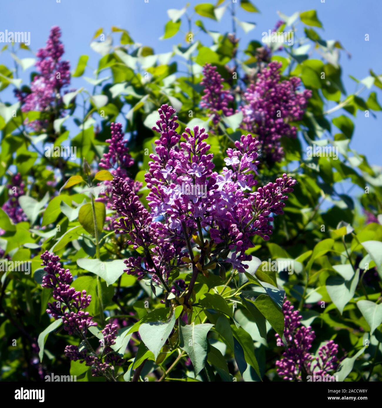 Young spring lilac bush, fresh balmy inflorescences with buds between the foliage Stock Photo