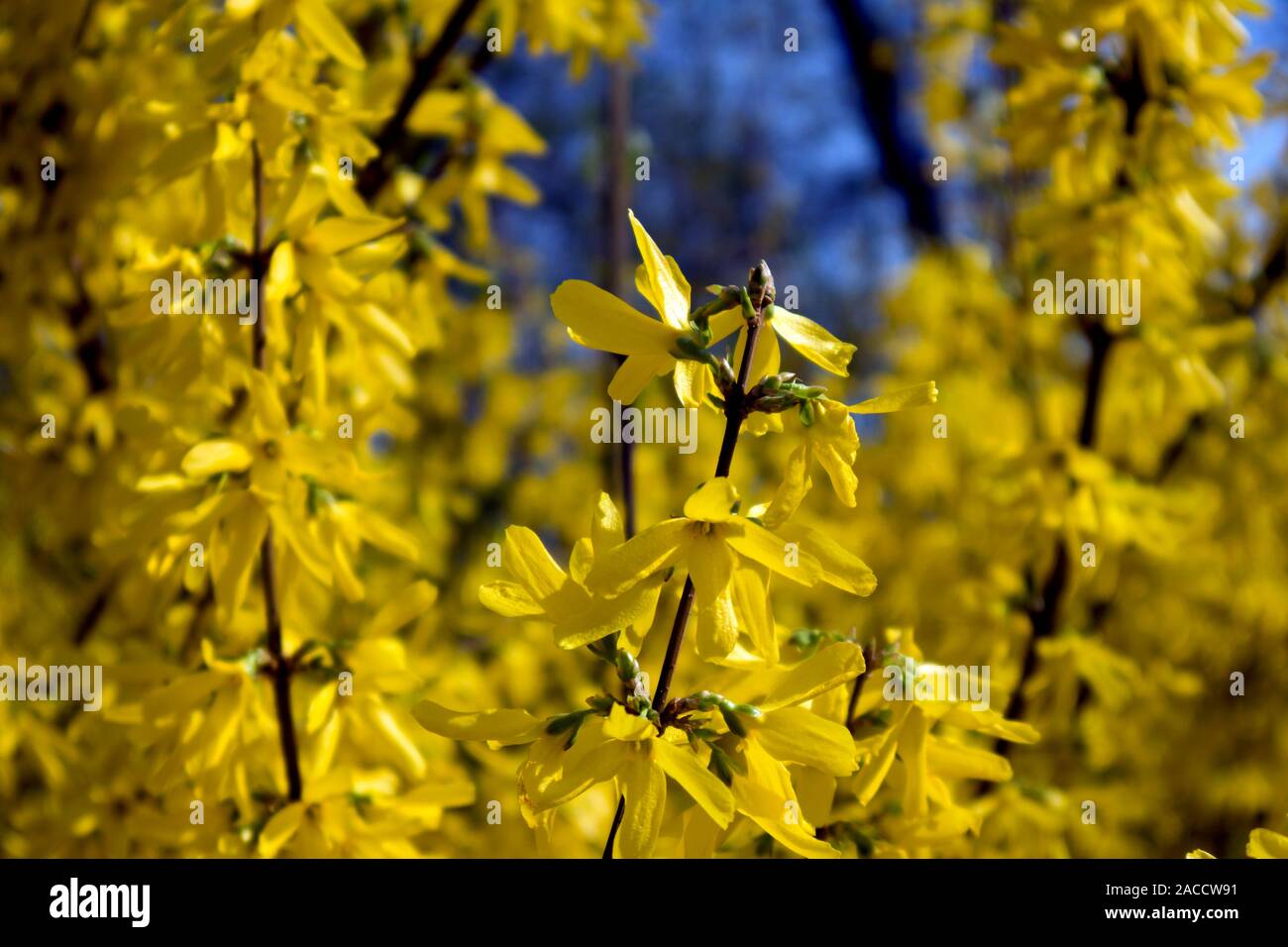 The branches of blooming Forsythia Intermedia covered with bright yellow flowers growing in the park Stock Photo