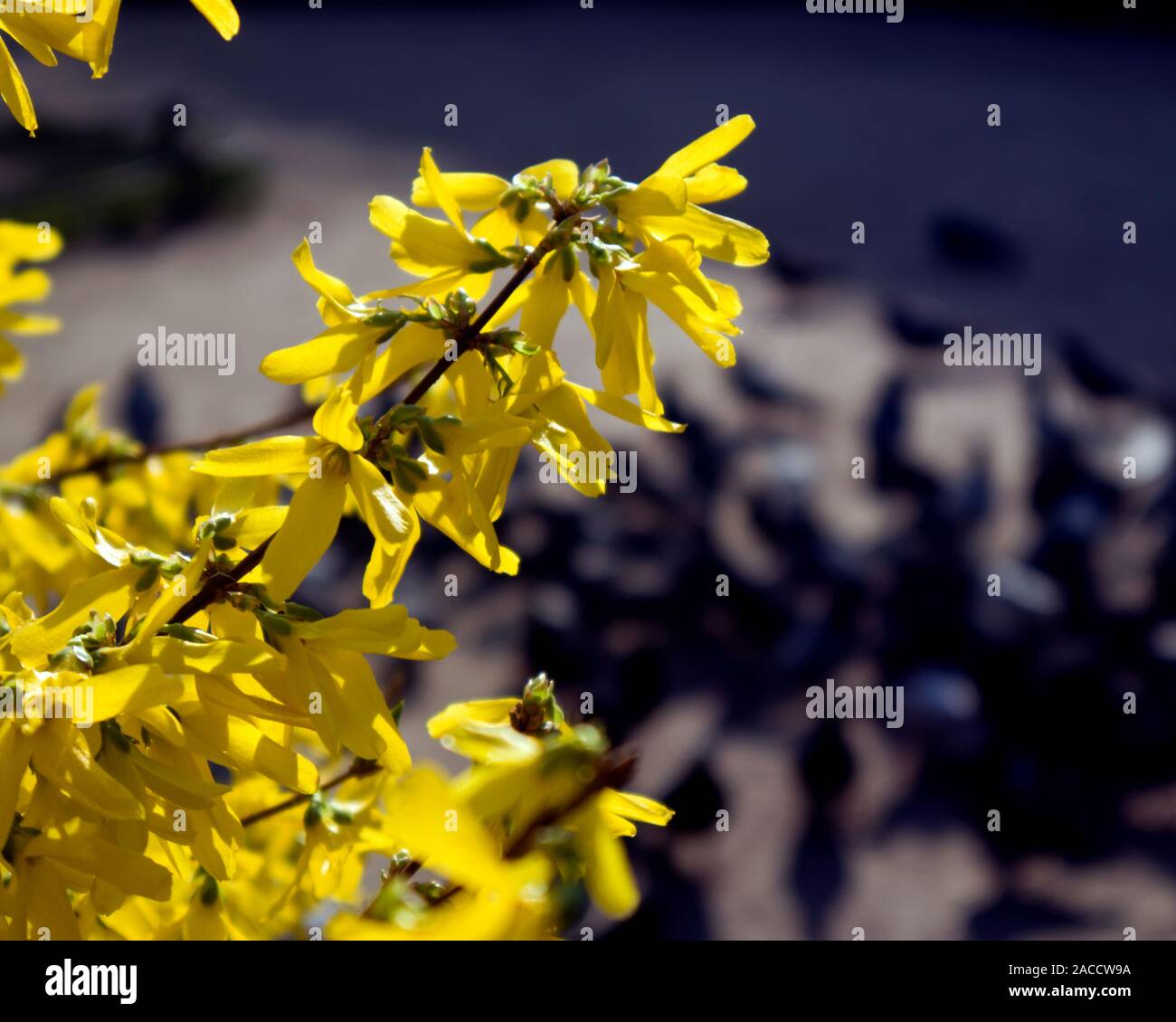 The branches of blooming Forsythia Intermedia covered with bright yellow flowers growing in the park Stock Photo