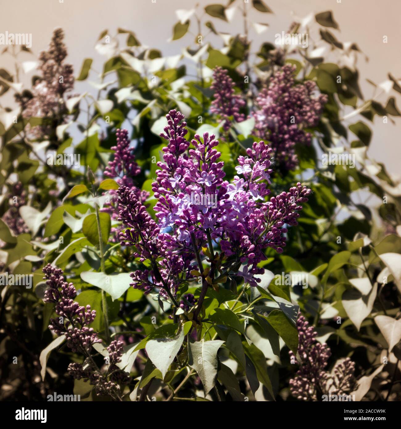 Young spring lilac bush, fresh balmy inflorescences with smooth transition to sepia tone Stock Photo