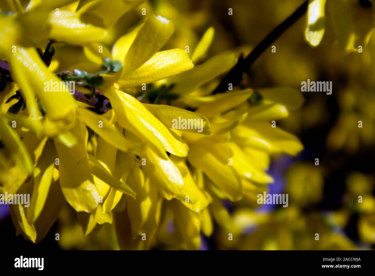 The branch of blooming Forsythia Intermedia covered with bright yellow flowers growing in the park Stock Photo