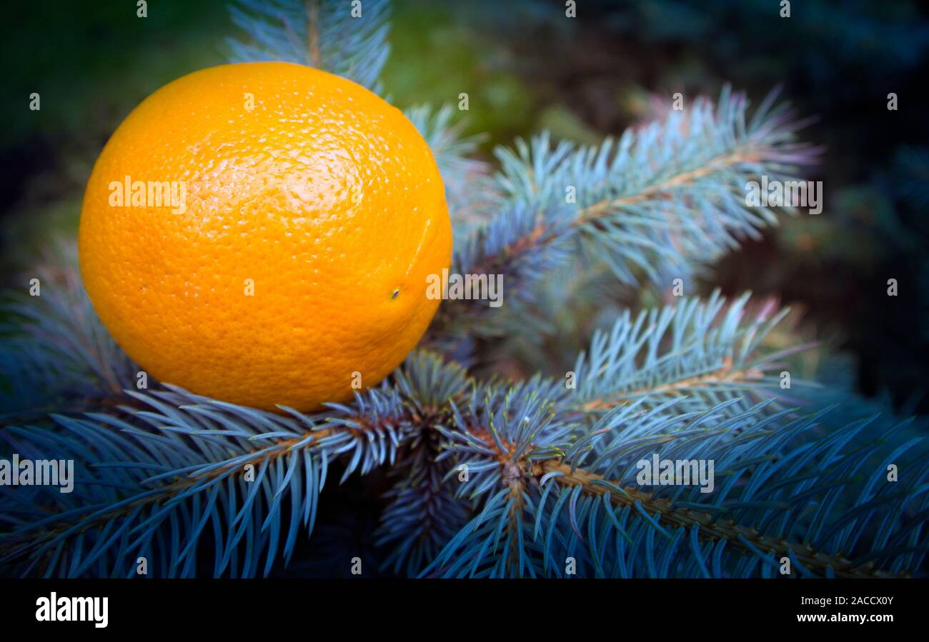 Bright orange lying on the growing succulent branches of a blue fir Stock Photo