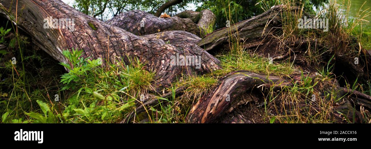 Picturesque interwoven roots of an old fallen tree with cracked overgrown trunk Stock Photo