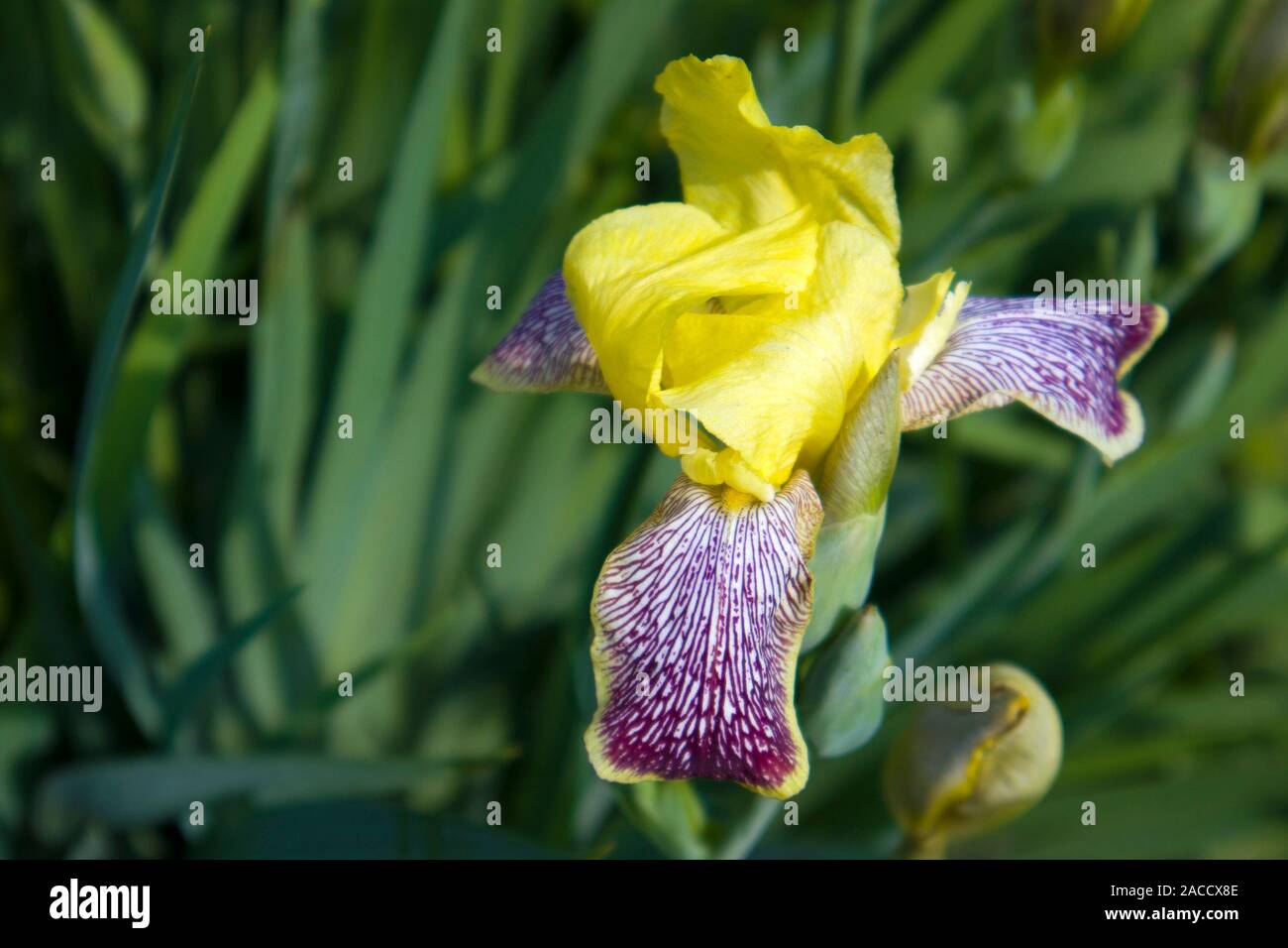 Yellow iris flower bud hi-res stock photography and images - Alamy