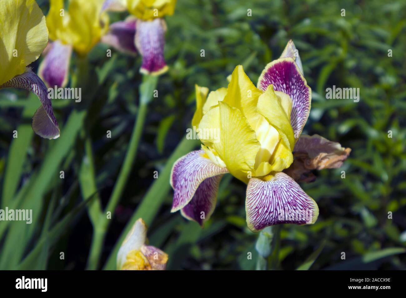 Beautiful growing iris flower with yellow and violet motley petals closeup Stock Photo