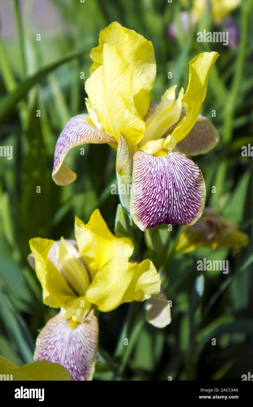 Yellow iris flower bud hires stock photography and images Alamy