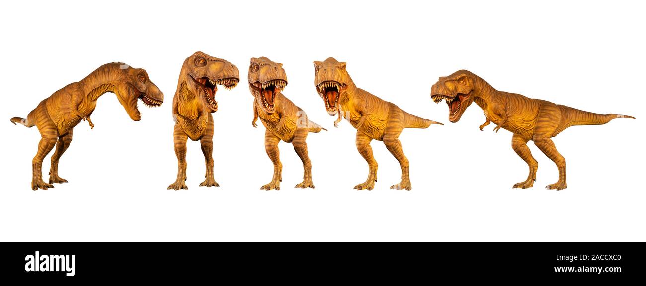 Tyrannosaurus rex ( T-rex ) is walking and snarling . Set of various dinosaur posture . White isolated background . Stock Photo