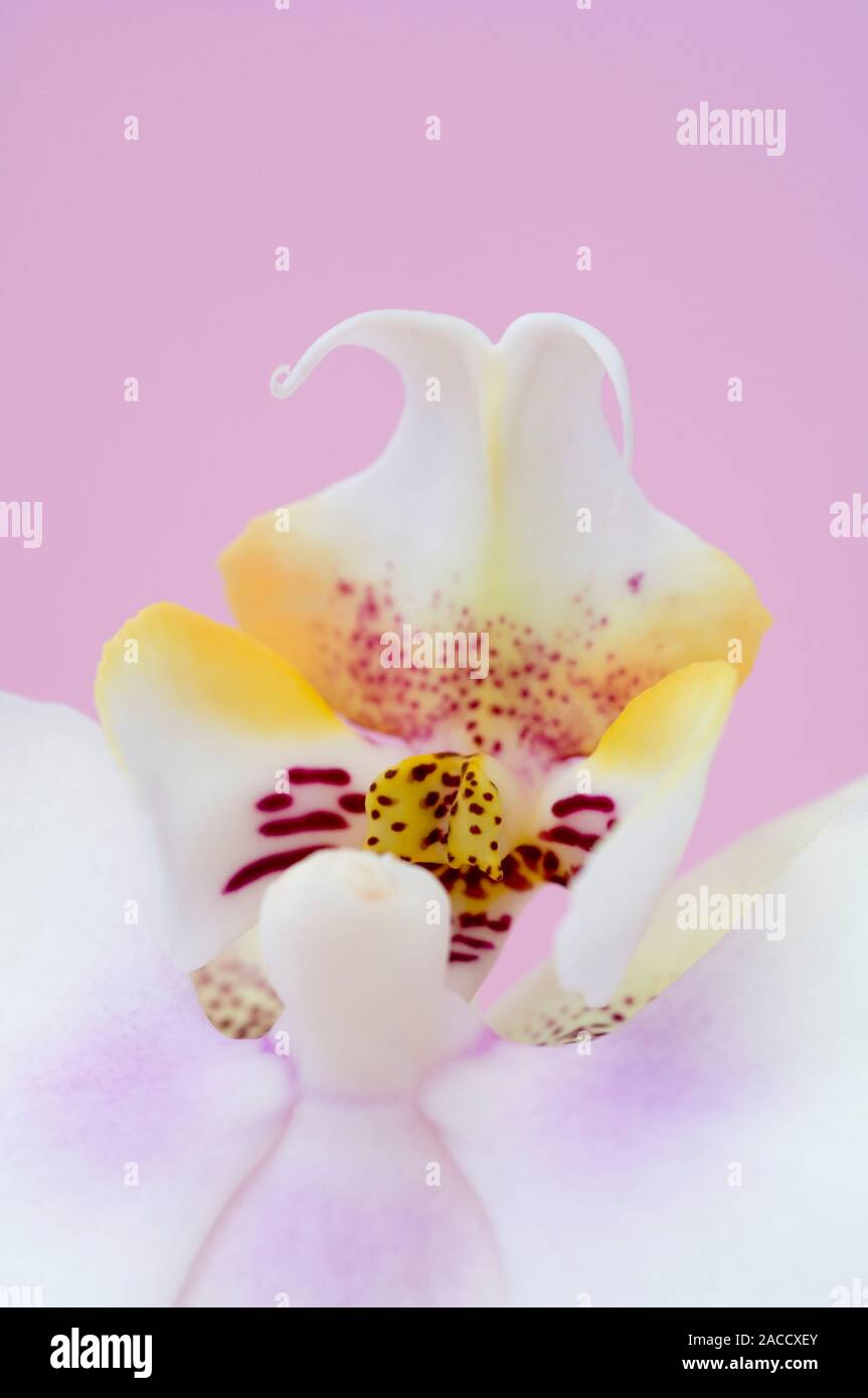Phalaenopsis labellum (Phalaenopsis sp.). Also known as a lip, this
