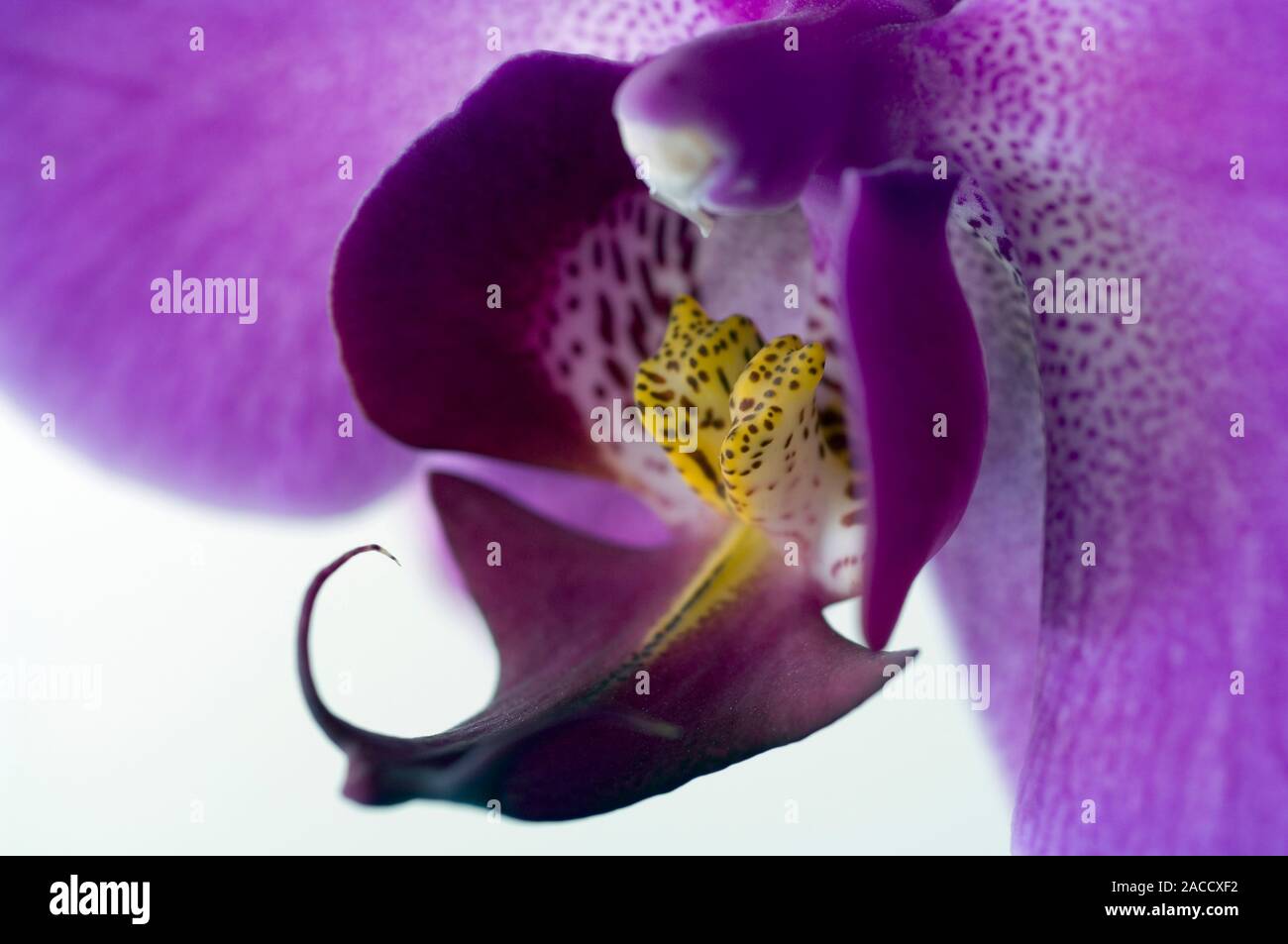 Phalaenopsis labellum (Phalaenopsis sp.). Also known as a lip, this